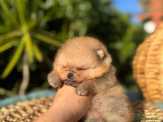 Pomerania perros AUTENTICOS POMERANIAS - Anuncio 38