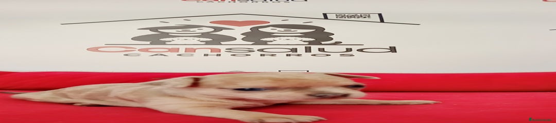 Chihuahua Cachorro 4