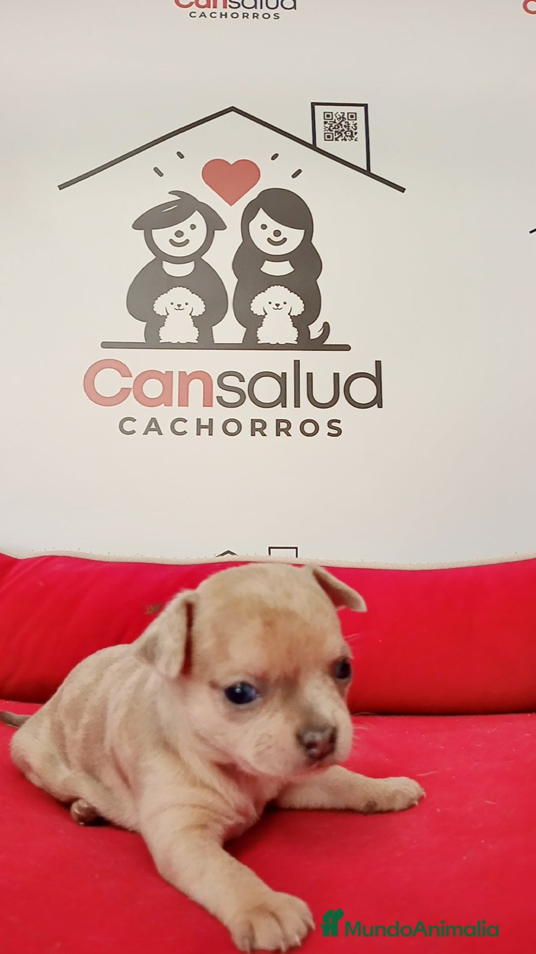 Chihuahua perros en venta: Chihuahua  - Imagen 1
