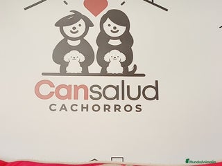 Chihuahua perros - Anuncio 14