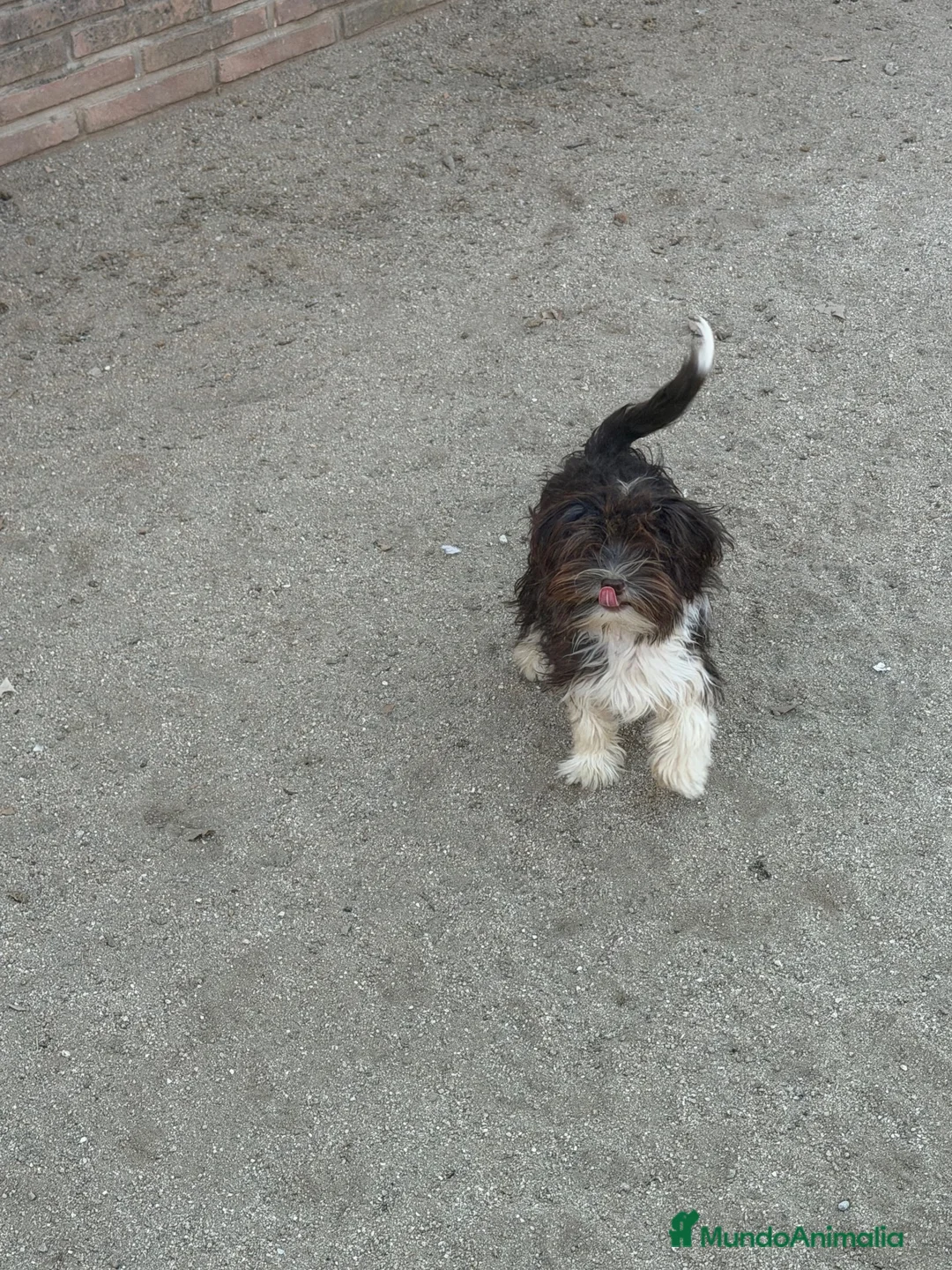 Bichón Habanero perros en venta: Bichon habanero  - Anuncio 2