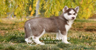 Husky Siberiano perros - Anuncio 3