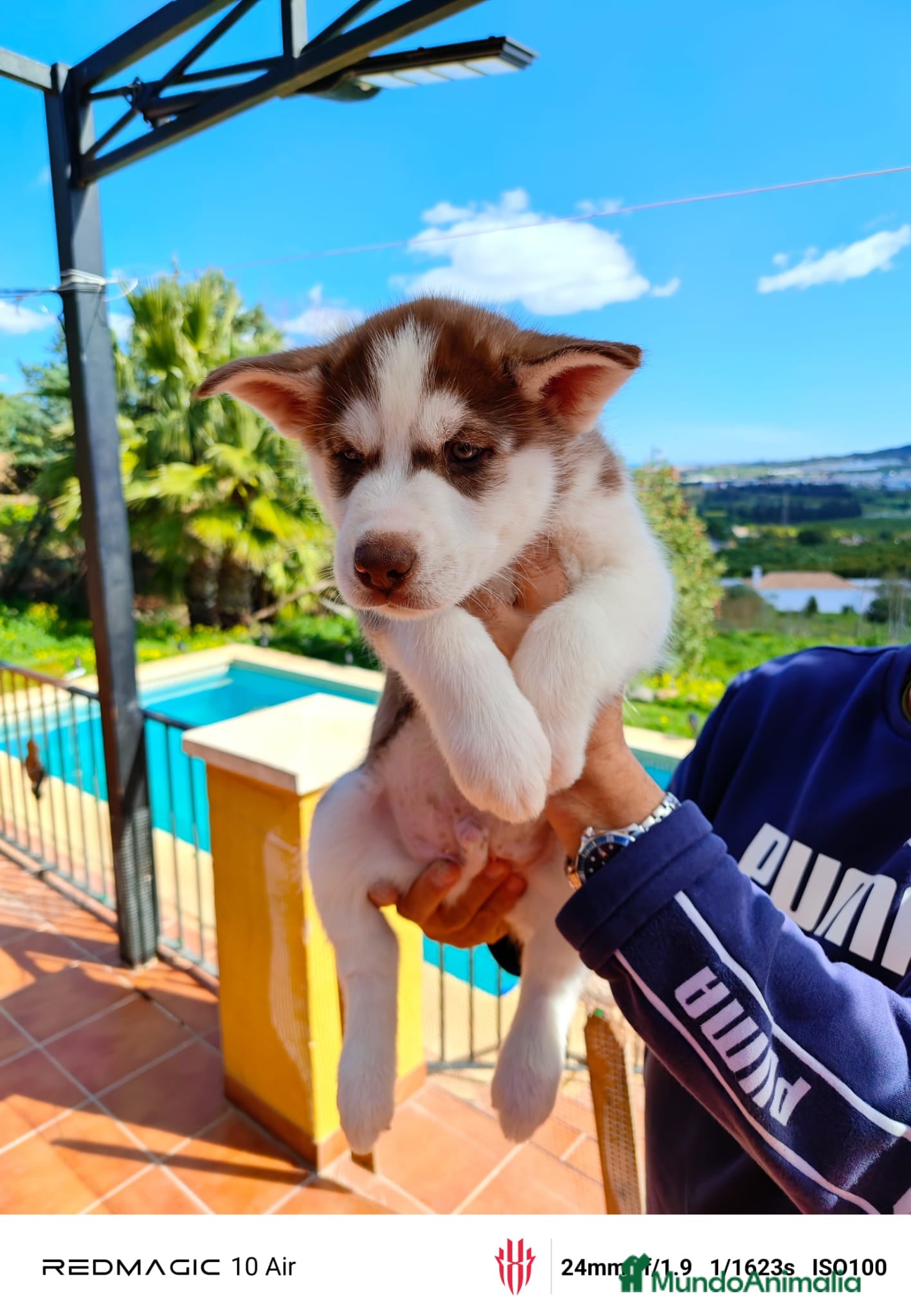Husky Siberiano perros Husky  - Anuncio 7