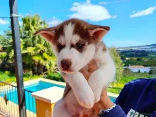 Husky Siberiano perros Husky - Anuncio 7