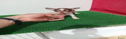 Chihuahua perros en venta: IMPRESIONANTE  CHIHUAHUA   LINEA  TOY   - Anuncio 7
