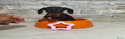 Teckel Miniatura perros en venta: Teckel mini - Anuncio 4