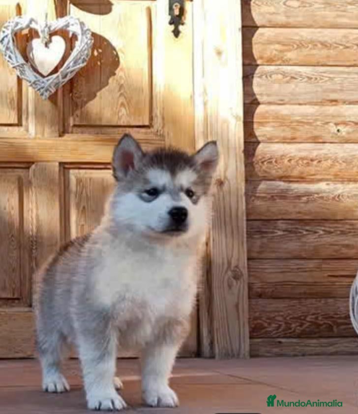 Alaskan Malamute perros Alaskan Malamute - Anuncio 2