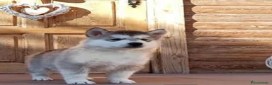 Alaskan Malamute 1