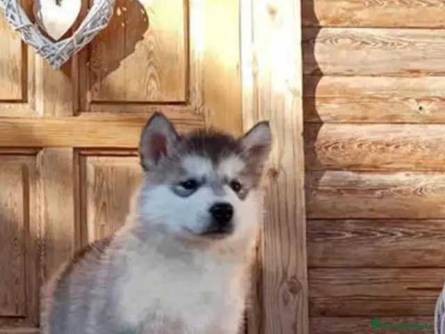 Alaskan Malamute perros Alaskan Malamute - Anuncio 2