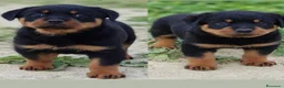 Rottweiler perros en venta: Cachorros Rottweiler  - Anuncio 2
