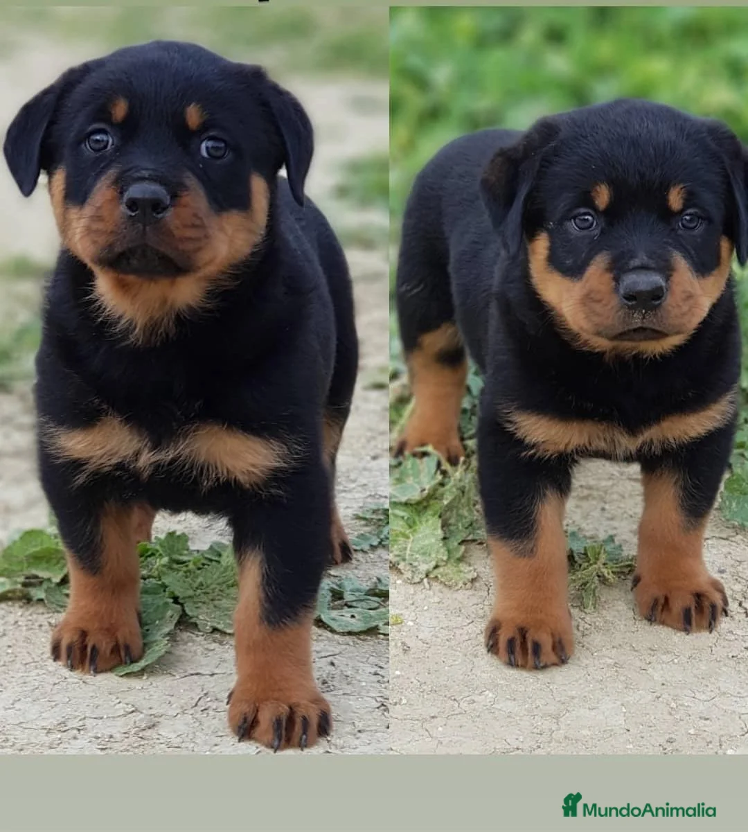 Rottweiler perros en venta: Cachorros Rottweiler  - Anuncio 2