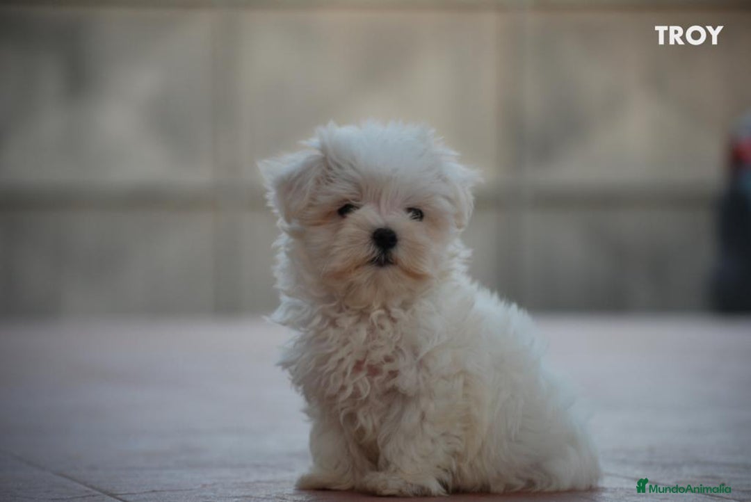 Bichón Maltés perros en venta: Cachorrito Bichon Maltes Mini - Imagen 1