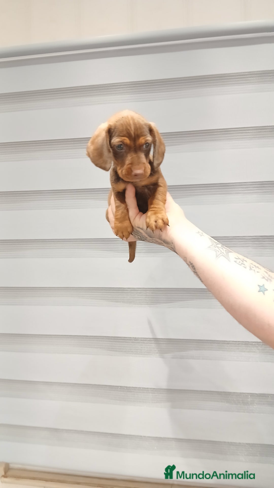 Teckel perros en venta: Camada de Tekel chocolate  - Imagen 2