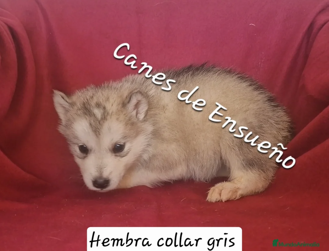Alaskan Malamute perros en venta: Niñas de Alaskan Malamute  - Anuncio 2
