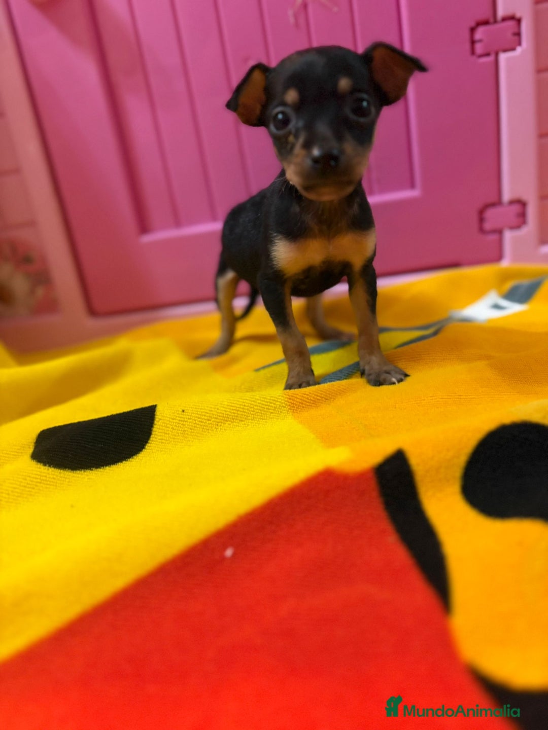 Ratón de Praga perros en venta: Ratón de Praga  - Imagen 4