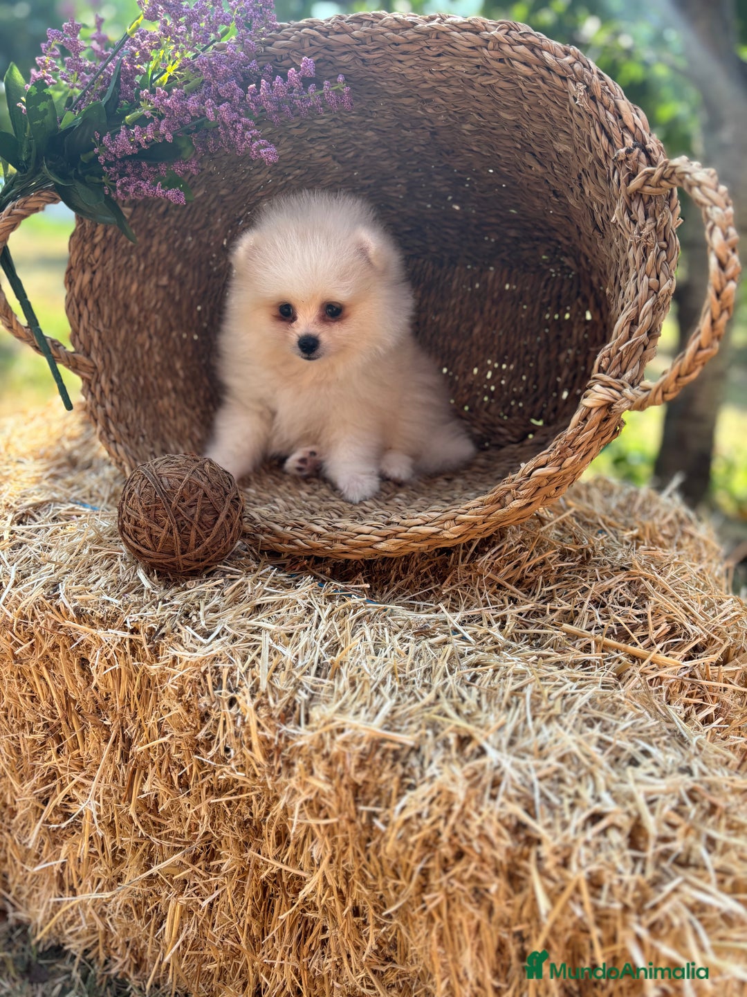 Pomerania perros en venta: Pomerania macho disponible  - Imagen 4