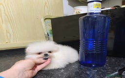 Pomerania perros en venta: Pomerania micro  línea rusa y coreana  - Anuncio 2