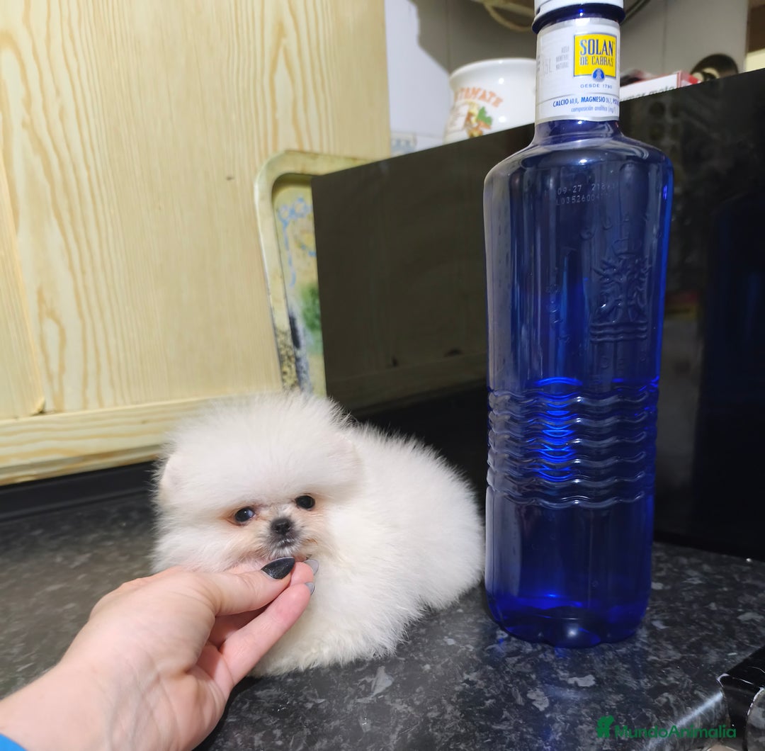 Pomerania perros en venta: Pomerania micro  línea rusa y coreana  - Anuncio 2
