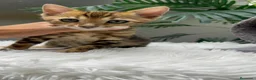 Bengalí gatos en venta: GATITA BENGALI COLOR MARBLE - Anuncio 11