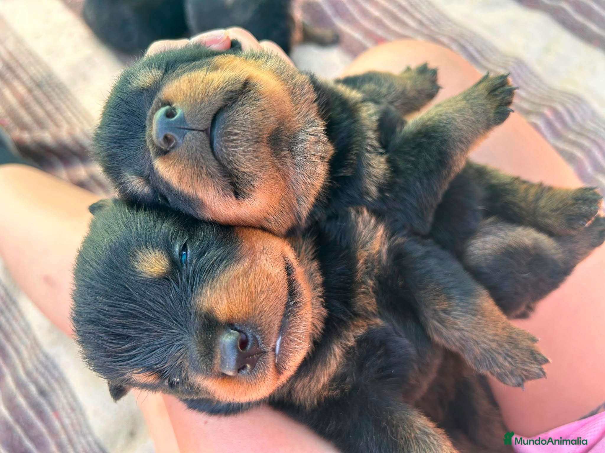 Rottweiler perros Cachorros de Rottweiler - Anuncio 1