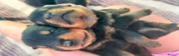 Rottweiler perros en venta: Cachorros de Rottweiler - Anuncio 1