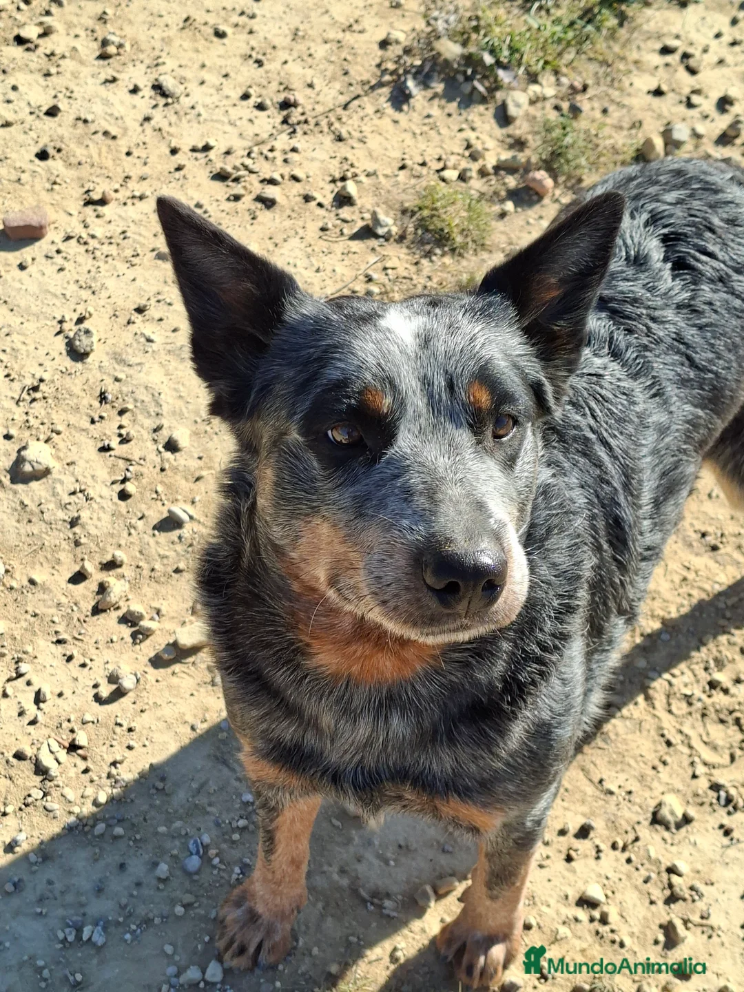 Boyero de Australia perros en venta: Australian cattle dog hembra en regalo - Anuncio 5