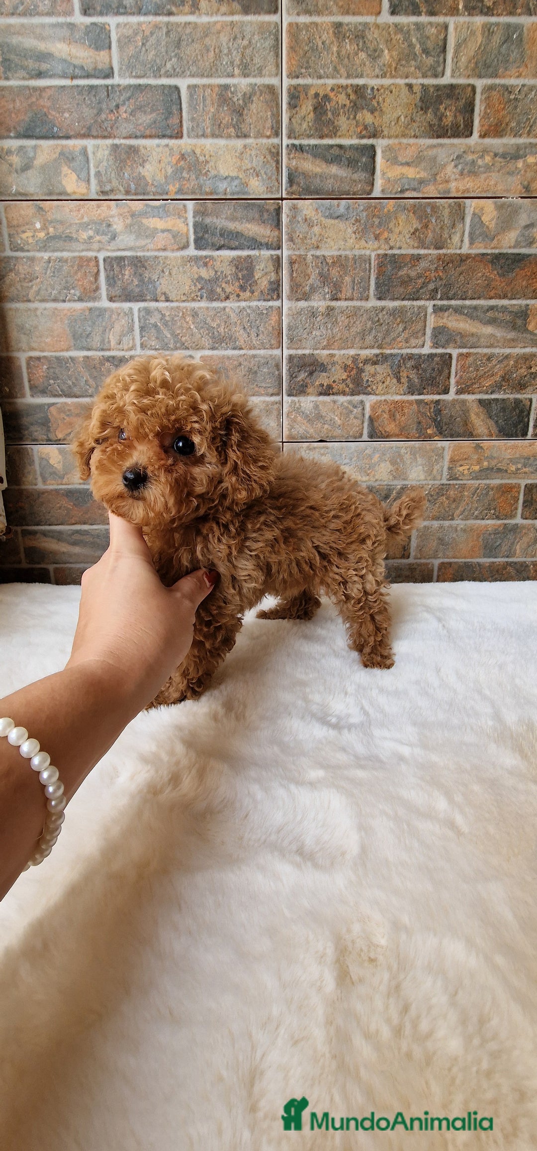 Caniche Toy perros en venta: MACHOS CANICHE ASIATICO 50% TEA CUP/TOY - Imagen 3