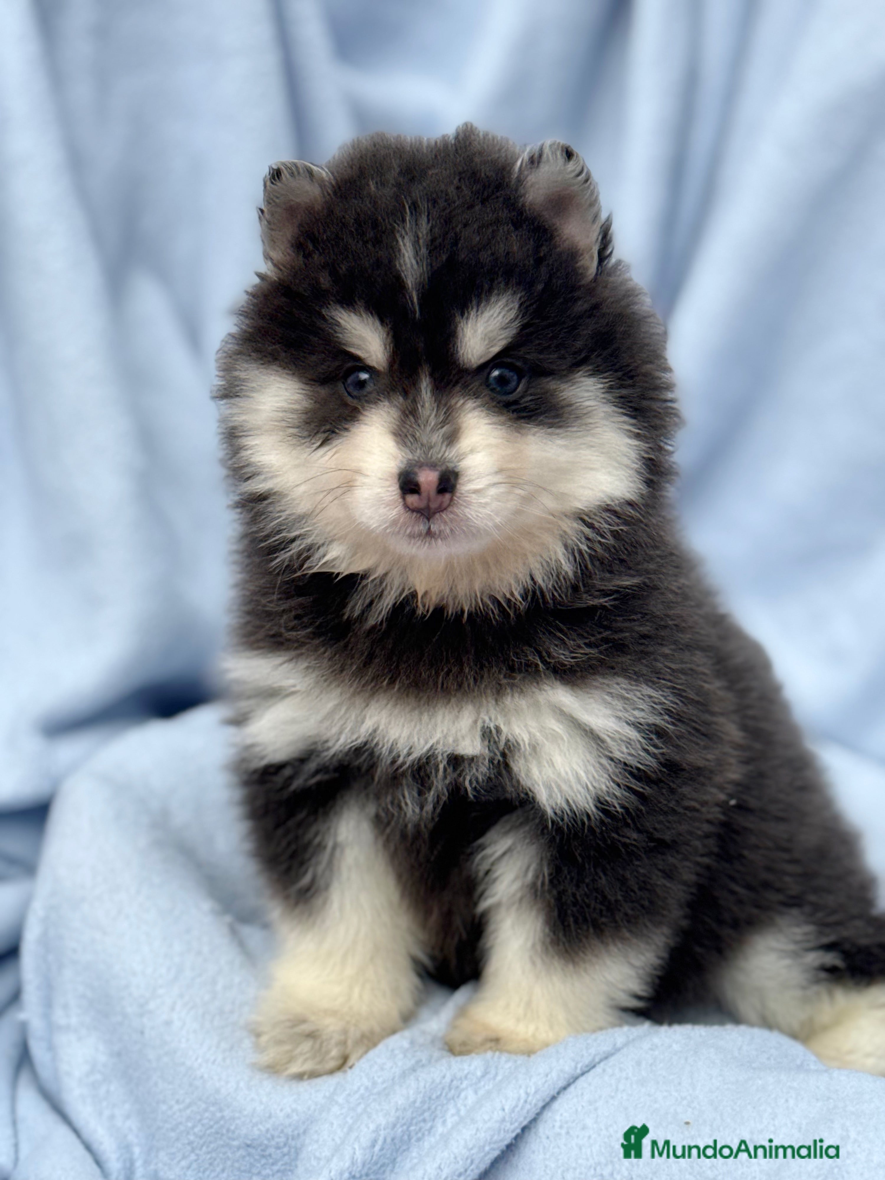 Pomsky perros Pomsky mini huskys ojos azules  - Anuncio 35