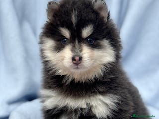 Pomsky perros Pomsky mini huskys ojos azules - Anuncio 35