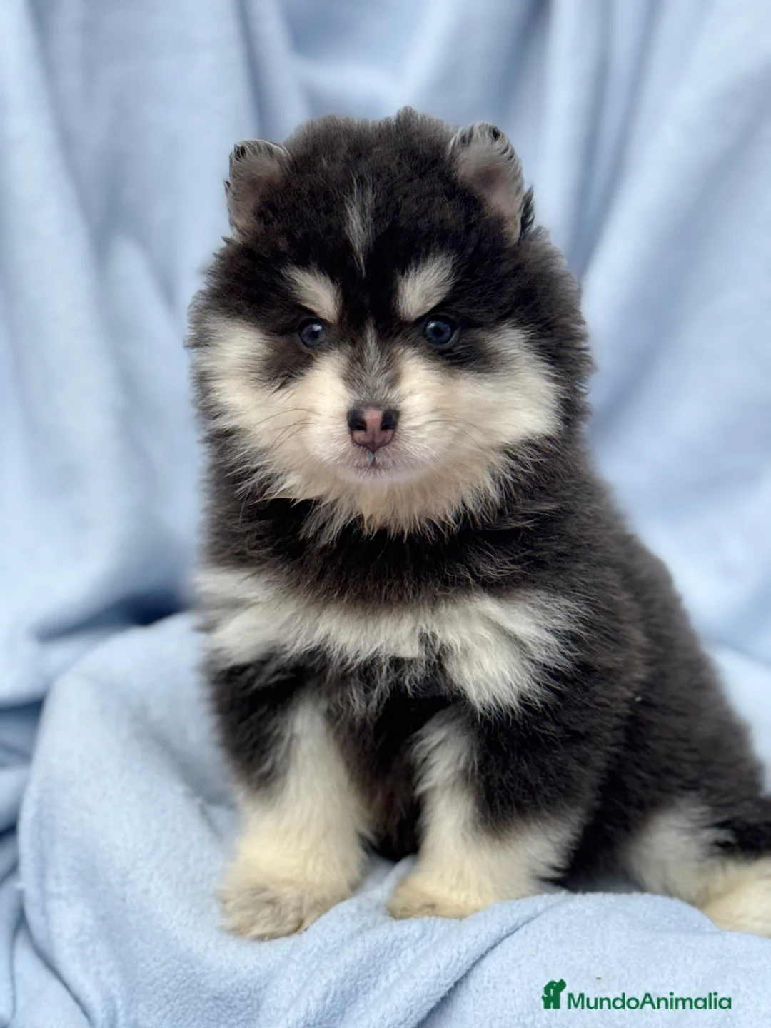 Pomsky perros en venta: dos machos y ultima hembra Pomsky ojos azules  - Anuncio 6