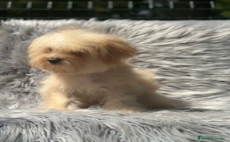 Maltipoo perros - Anuncio 2