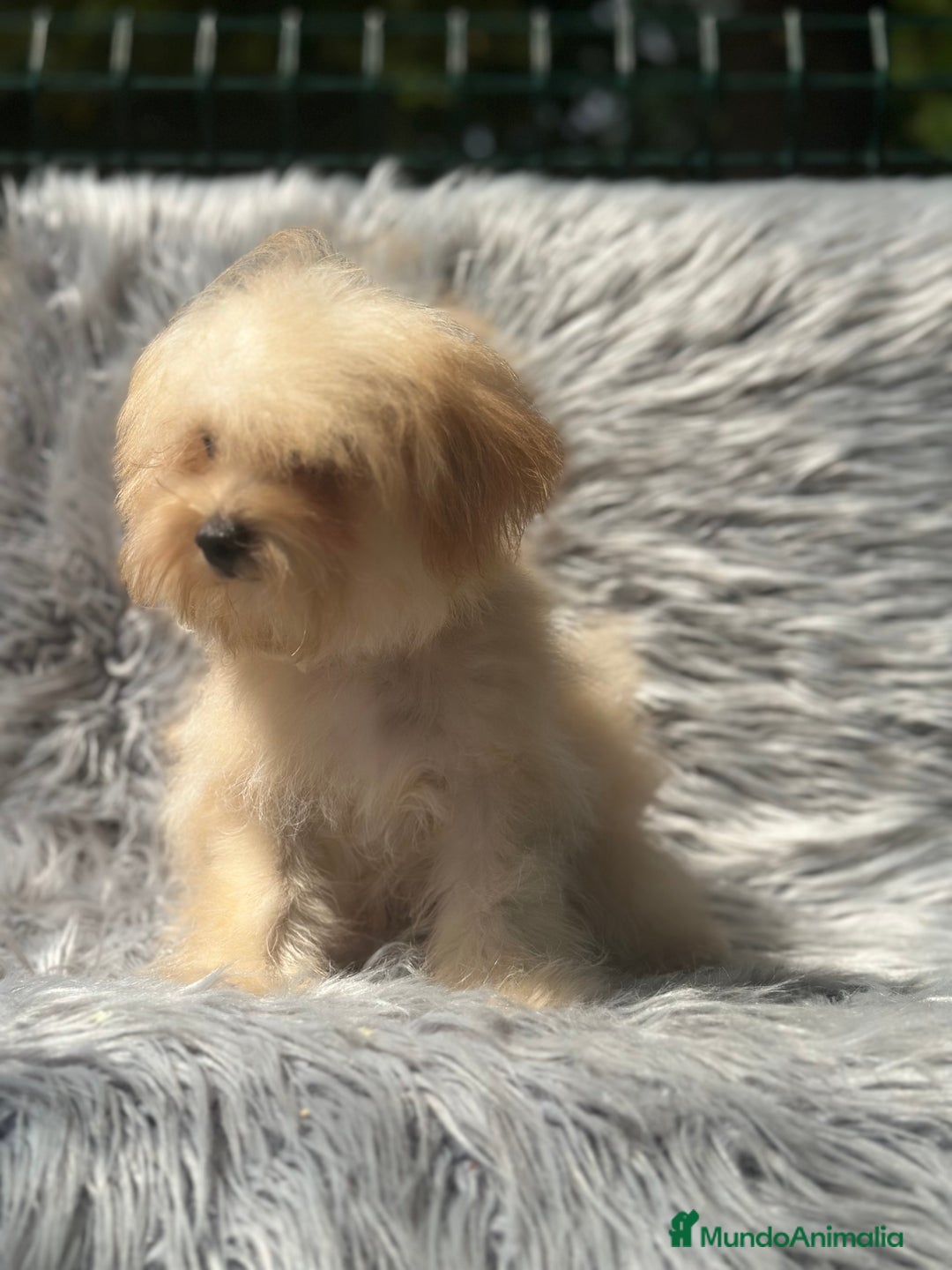 Maltipoo perros en venta: OPORTUNIDAD MALTIPOO TOY  - Imagen 1