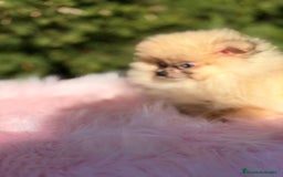 Pomerania perros en venta: POMERANIA TOY OJOS DISPARES - Anuncio 4