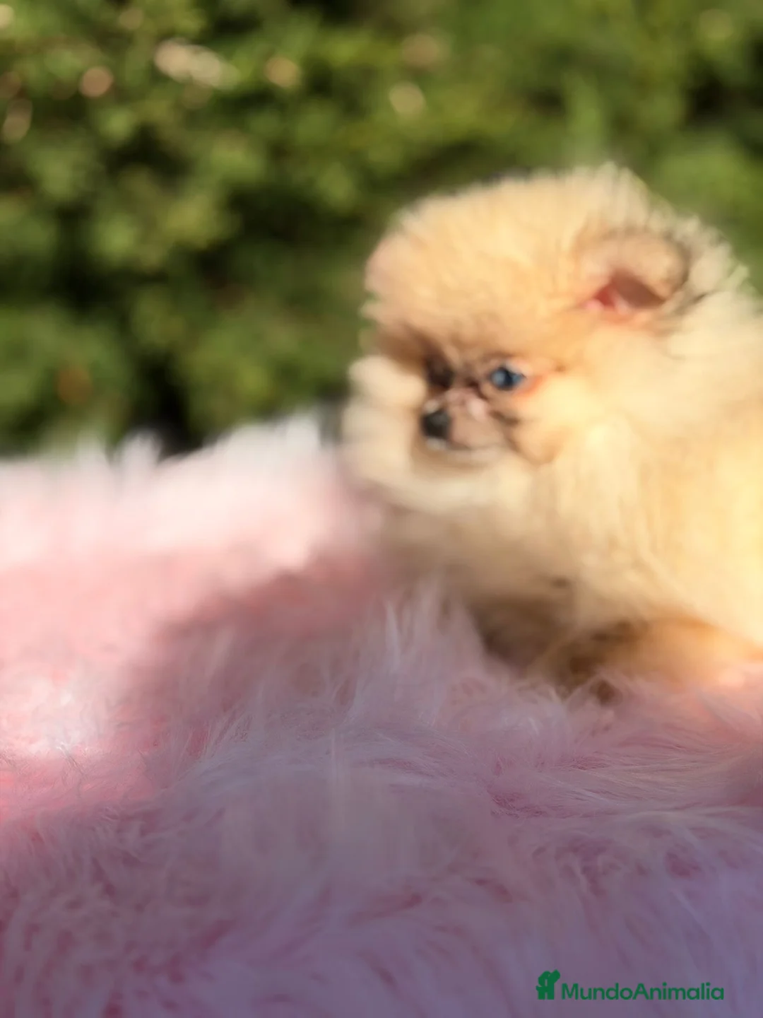 Pomerania perros en venta: POMERANIA TOY OJOS DISPARES - Anuncio 4