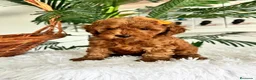 Caniche Toy perros en venta: CANCIHE ROJO - Anuncio 25
