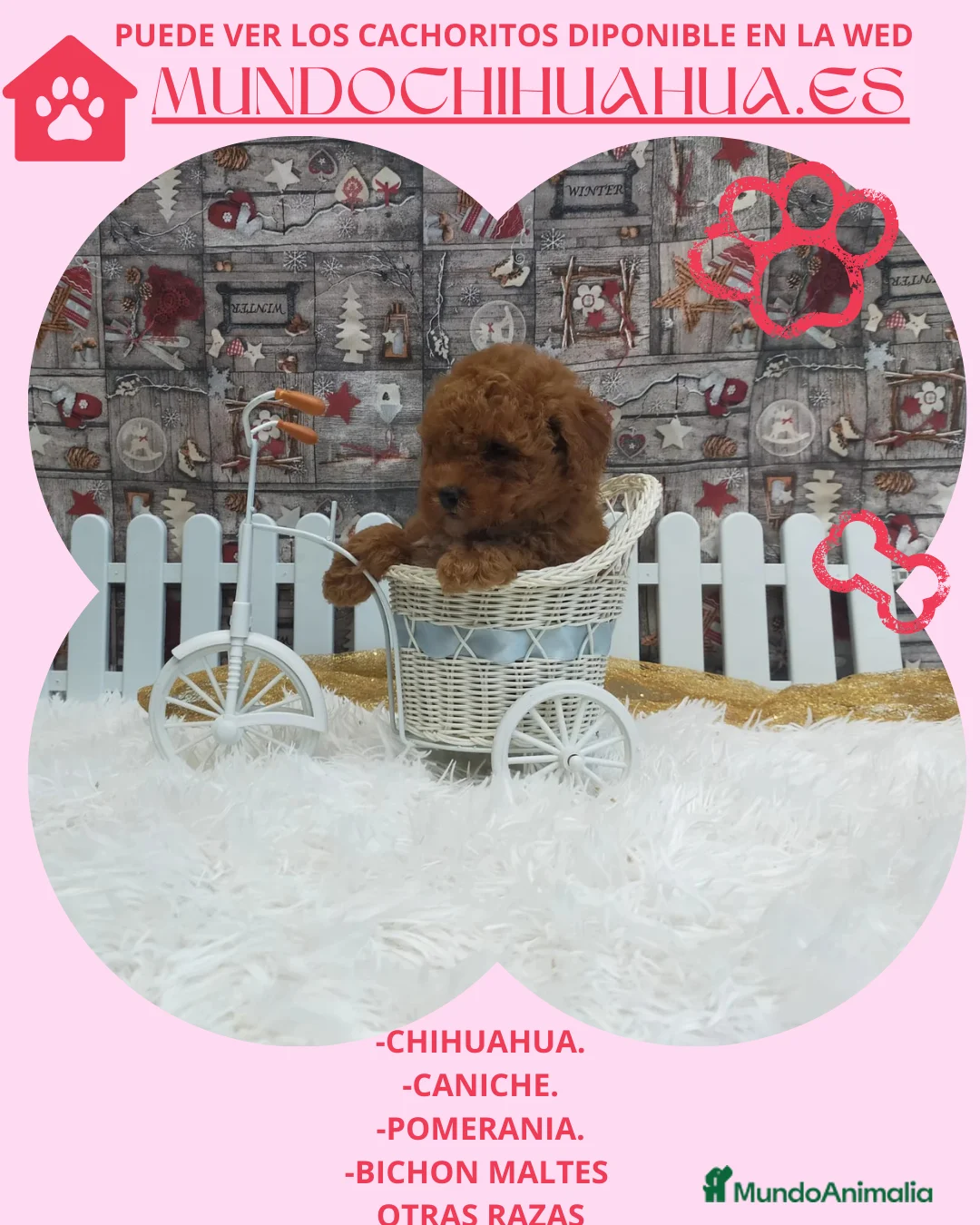 Maltipoo perros en venta: PRECIOSOS MALTIPOO TOY  - Anuncio 6