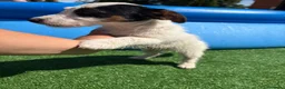 Jack Russell Terrier perros en venta: Jack terrier  - Anuncio 3
