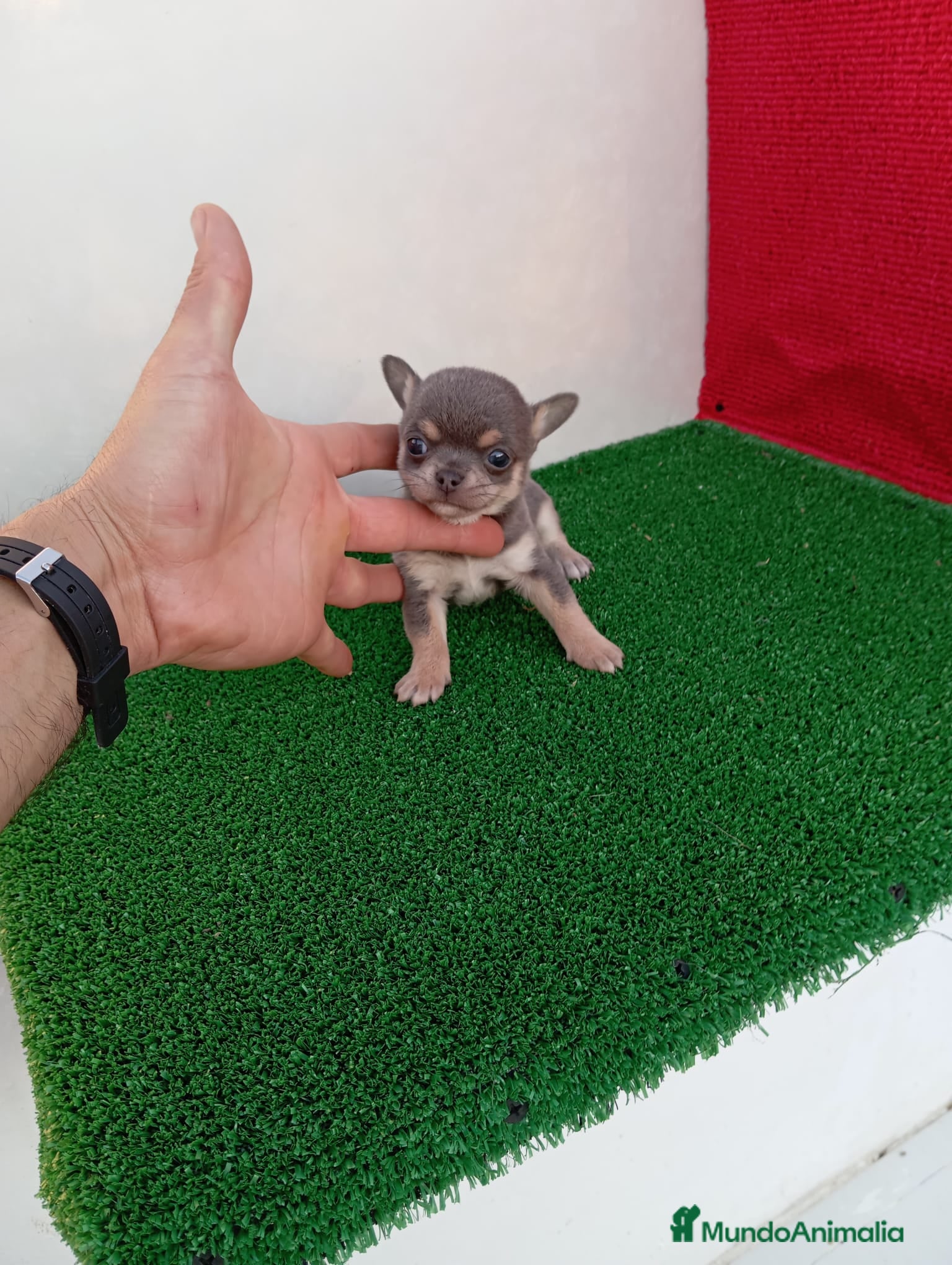 Chihuahua perros en venta: PRECIOSOS CHIHUAHUA RUSO Y ASIÁTICO - Anuncio 17