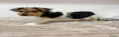 Fox Terrier de Pelo Duro 1