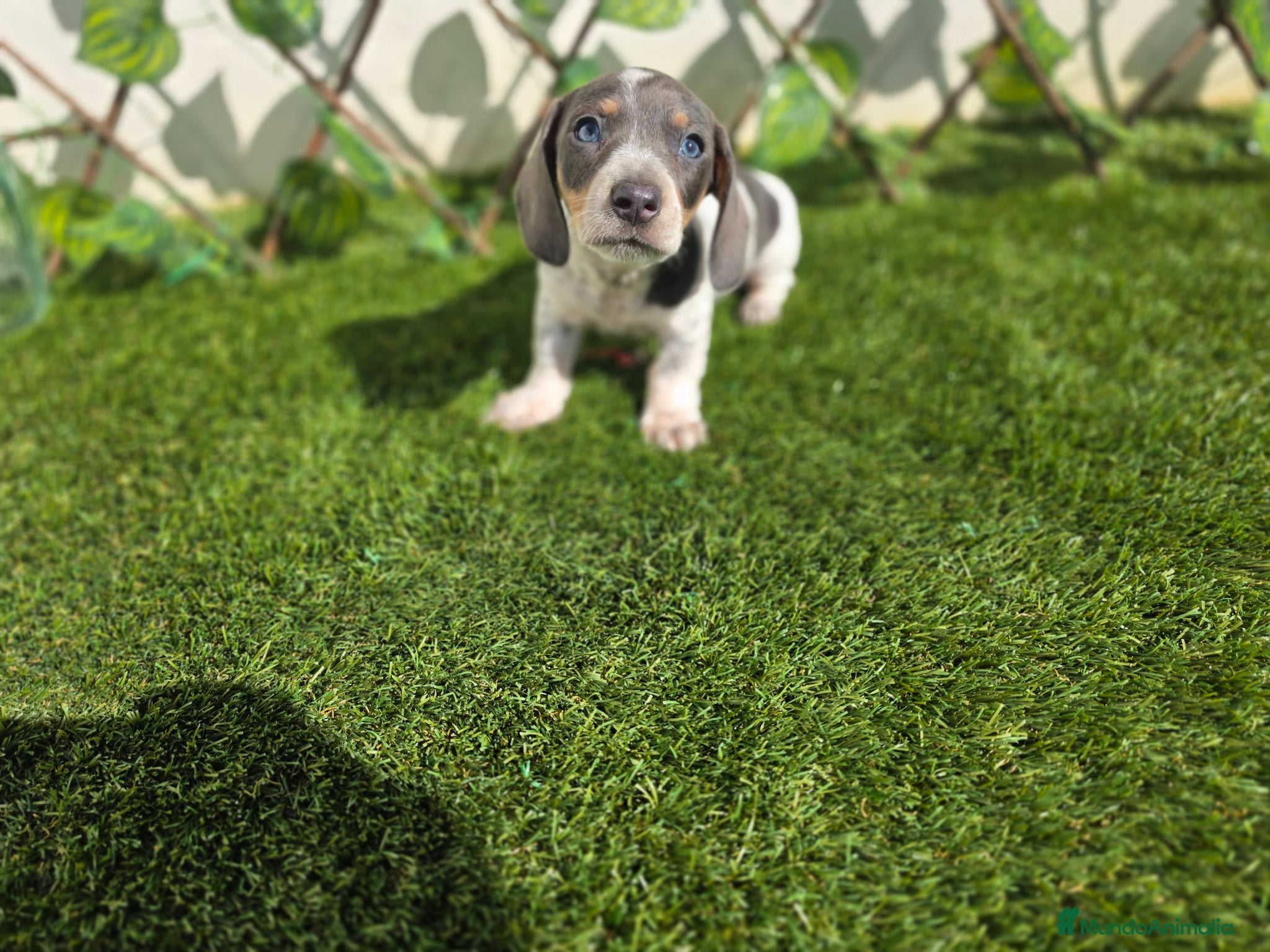 Teckel Miniatura perros TECKEL MINI PIELBALD BLUE - Anuncio 2