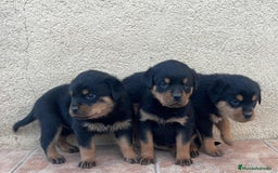 Rottweiler perros en venta: ULTIMA HEMBRA ROTTWAILLER PRECIO ESPECIAL VERANO - Imagen 1