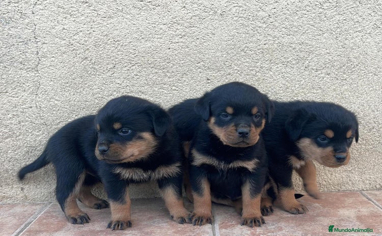 Rottweiler perros - Propaganda 1