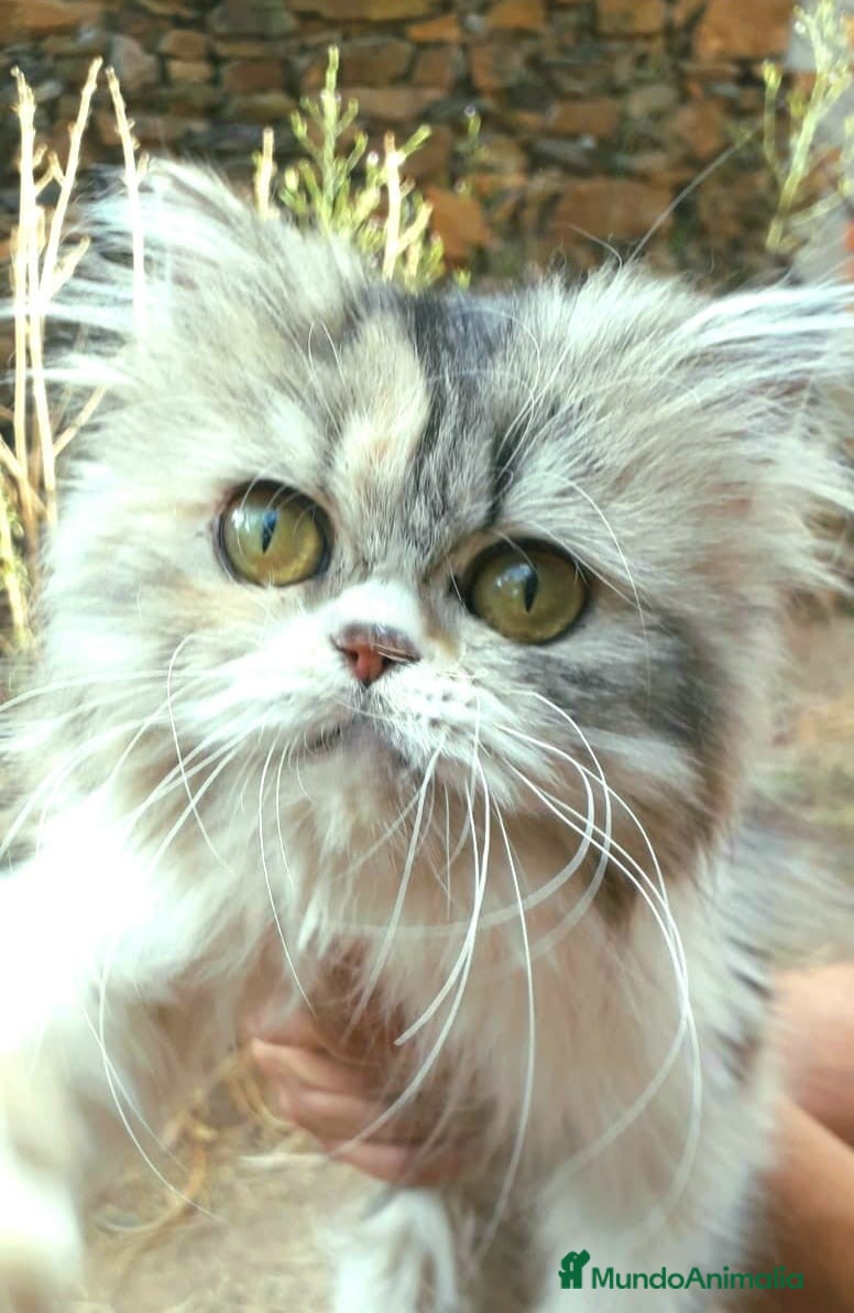 Persa gatos Gatita persa 2 años - Anuncio 13