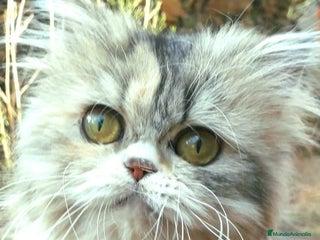 Persa gatos - Anuncio 1