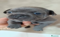 Bulldog Francés perros en venta: Bulldog francés  en León - Imagen 11