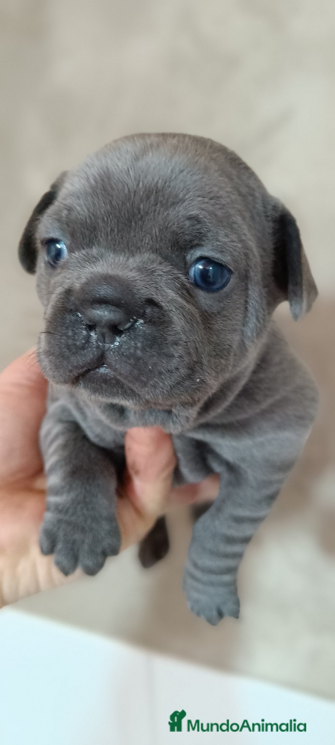 Bulldog Francés perros en venta: Bulldog francés  en León - Imagen 11