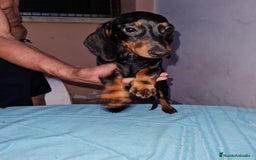 Teckel perros en venta: Teckel  canichen - Imagen 15