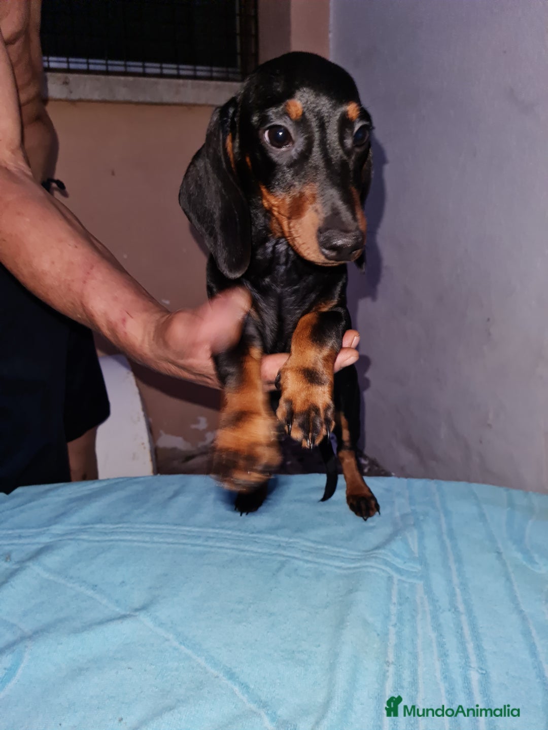 Teckel perros en venta: Teckel  canichen - Imagen 15