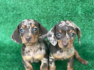 Teckel Miniatura perros Teckel - Anuncio 9