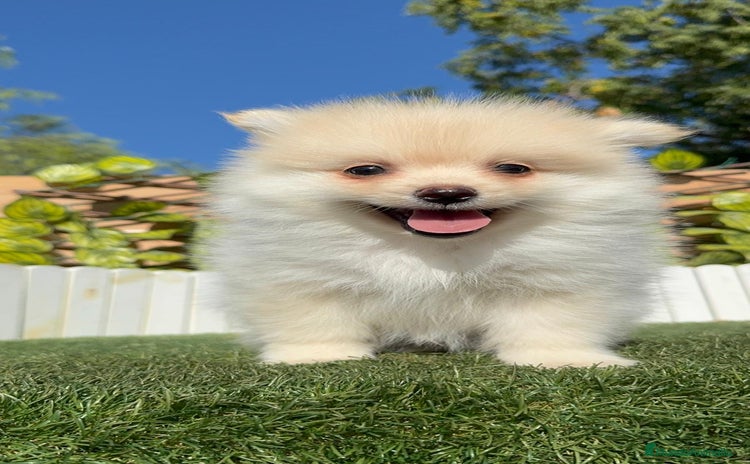 Pomerania perros - Anuncio 2